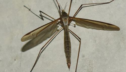Tipula oleracea